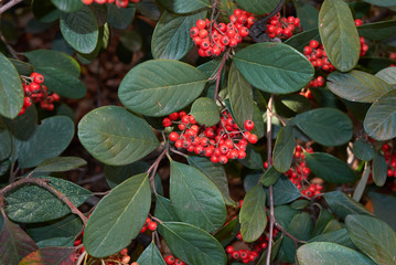 Cotoneaster lacteus