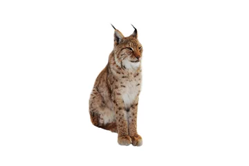 Fotobehang Lynx lynx (lynx izabellinus) geïsoleerd