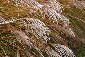 Miscanthus sinensis