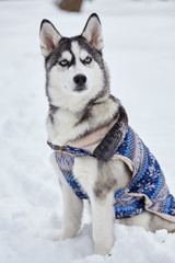 Husky dog siting on the snow ..Emotional shot. Winter.