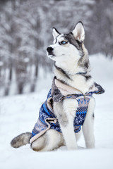 Husky dog siting on the snow ..Emotional shot. Winter.