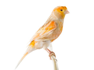 canary isolated
