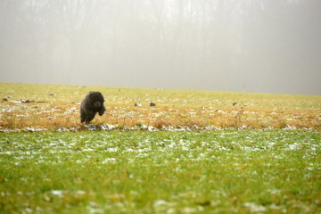 Mut. Süßer schwarzer Chow Chow Welpe springt auf einer winterlichen Wiese mutig über einen Graben