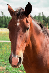 Fototapeta premium horse close up