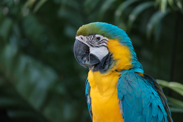 The parrot looking.