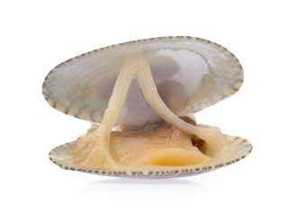 Surf clam isolated on white background © cloud7days