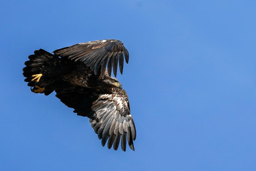 Obraz premium Young Bald Eagle