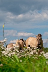 konik horses in park © Vincent
