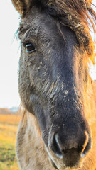 Fototapeta premium wildhorses