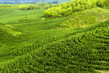 Landscape Gunung bagus, Wonosari, Yogyakarta, Indonesia