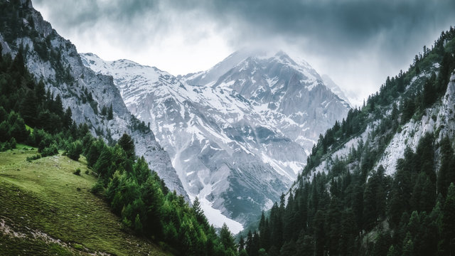 Snow covered pine forests near Shimla in winter