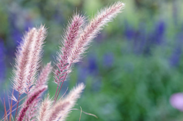 Beautiful reed , left aligned, on a defocused blurred background with copy space