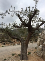 Olive tree