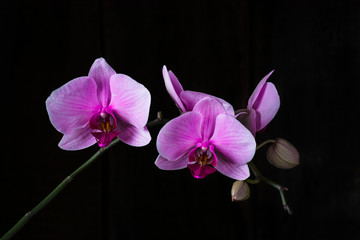 Purple orchid on black background, space for text. Valentine's day. Valentine. Mother's day. Spa