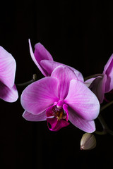 Purple orchid on black background, space for text. Valentine's day. Valentine. Mother's day. Spa