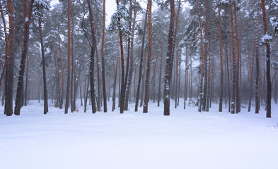 Winter pine forest in fog