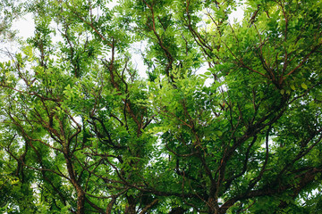 Green tree leaves background. Natural summer photo.