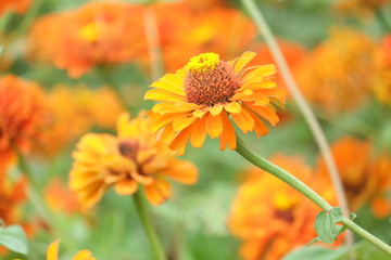 yellow flowers in garden