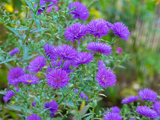 Fleurs d'Aster d'automne doubles de couleur bleu mauve