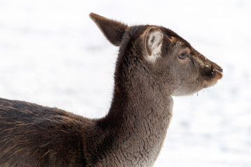 Western roe deer