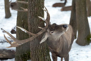 Western roe deer