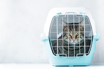 Gray cat in a cage for transportation. Carrying for animals. Relocation and animal transportation...