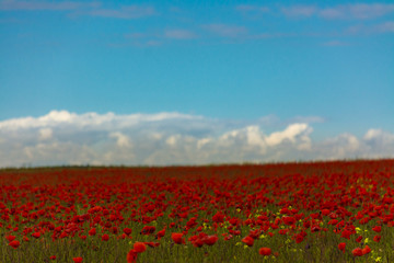 Poppies field and blue sky