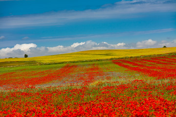 Rows of poppies and sky