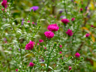 Fleurs d'Aster d'automne doubles de couleur rose pourpre