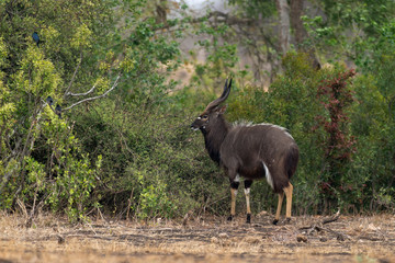 Nyala, mâle, Tragelaphus angasii, Parc national Kruger, Afrique du Sud