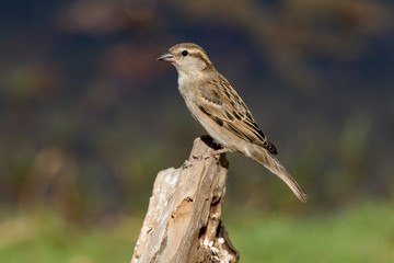 Moineau domestique, .Passer domesticus, House Sparrow