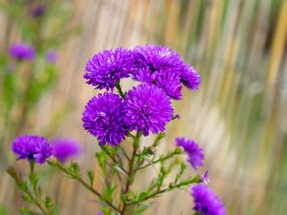 Fleur d'Aster d'automne doubles de couleur  bleu