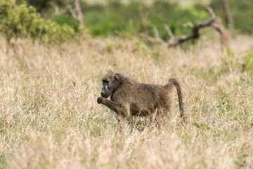 Babouin chacma, Papio ursinus , chacma baboon, Parc national Kruger, Afrique du Sud