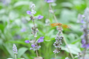 blue flowers on green background