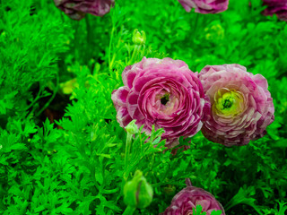 Ranunculus - Flower bed.