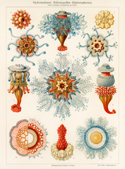 Hydromedusen, Röhrenquallen Siphonophoren, Tube Jellyfish, 1905, Haeckel 1834 – 1919
