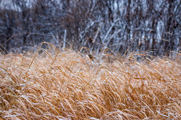 Fototapeta premium Winter landscape with yellow, dry grass in the foreground and black forest in the distance, falling white snow