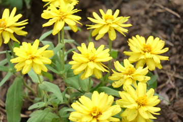 yellow flowers on a background