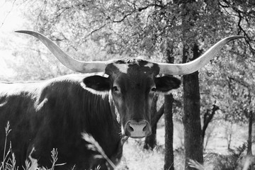 Black and white farm animal shows Texas longhorn cow closeup in horizontal image.