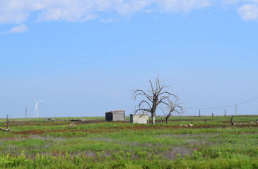 Abandoned wood shack and storm cellar in rural Texas Panhandle