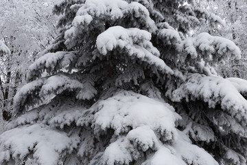 Fir branches covered with fluffy hoarfrost and snow.