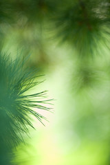 Swiss pine (Pinus cembra) needles against defocused background.