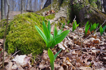 WIld Leeks / Ramps / Ramson (Allium tricoccum) emerging in the spring time forest. A favorite wild edible that foragers wild harvest.