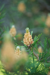 Male cones of Scots pine