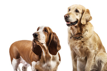 Two breed dogs and pedigree staring at something with white background. Basset Hound and Golden Retriever sitting looking with endless background