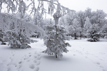 Trees in the city park are shrouded in fluffy hoarfrost and snow. Beautiful winter landscape.