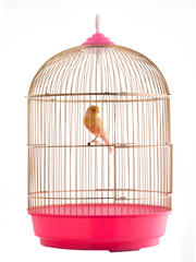 canary in a golden cage isolated