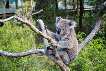 Koala in australia