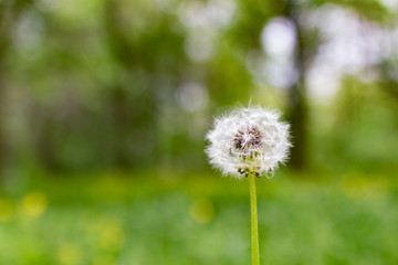 Dandelion