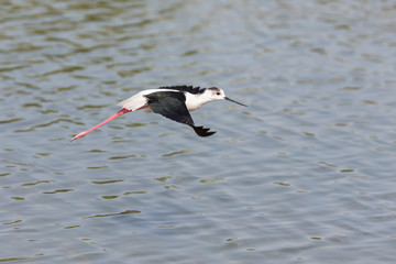 One Black-winged stilt flying away over water to safety